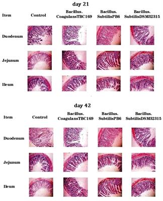 Intestinal Morphologic and Microbiota Responses to Dietary Bacillus spp. in a Broiler Chicken Model